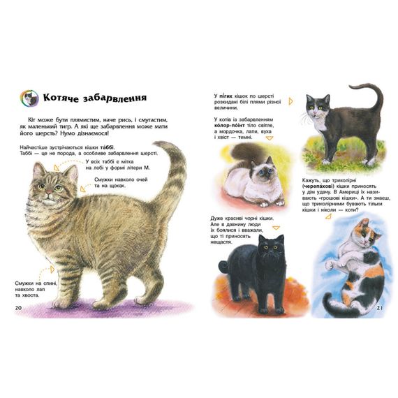 Енциклопедія дошкільника "Коти" 614039 для найменших | Зображення 3