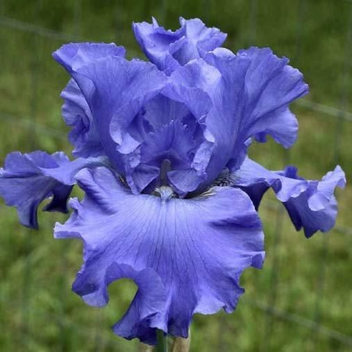 Ірис Yaquina Blue (кореневища) | Зображення 3