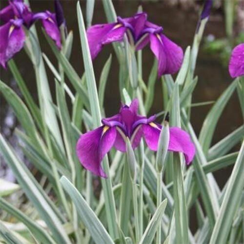 Ірис мечеподібний Variegata (кореневища) | Зображення 1