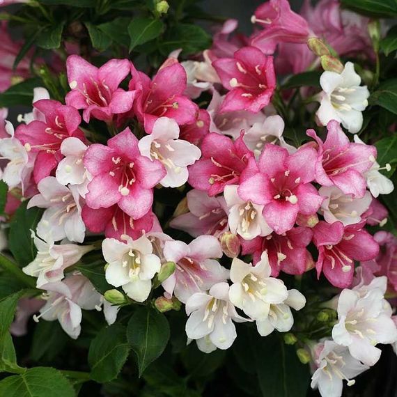 Вейгела "Marjorie" (Weigela Florida)