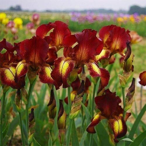 Ірис Provencal (кореневища) | Зображення 2