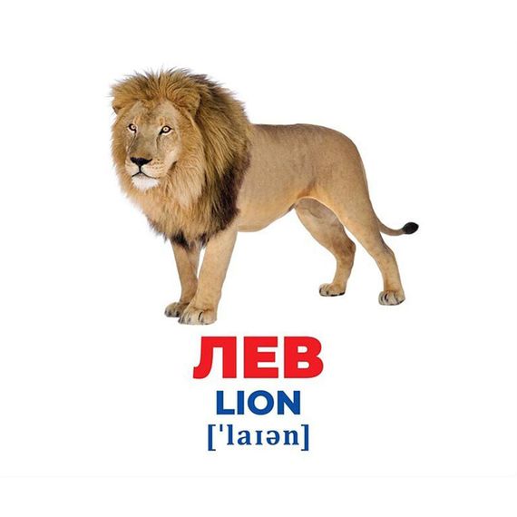 Набор развивающих карточек Гений с пеленок "Животные разных широт" 10107200, 17 карточек | Зображення 1