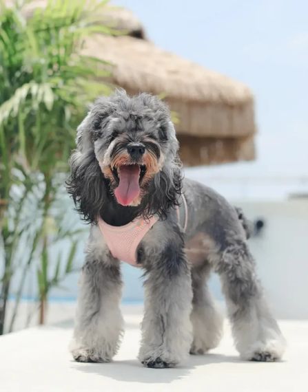 Шлейка-жилет для собак Kimpets, светоотражающая дышащая розовая L | Зображення 2
