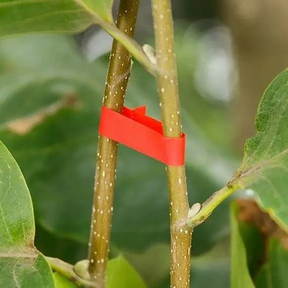 Лента для подвязки растений Graft strap, 20 х 25 м · Набор лент для садового степлера | Зображення 2