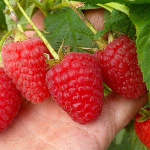 Малина Саджанці малини сорт Маравілла (Maravilla)