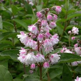 Дейція Codsall Pink (саджанці)