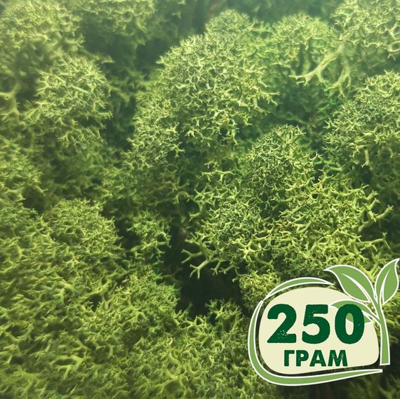 Стабілізований мох ягель Зелений темний 250 грам