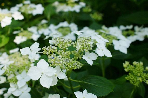 Гортензія Lanarth White (сажінці) | Зображення 1