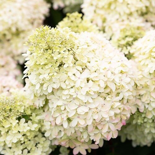 Гортензія Royal Flower (саджанці)