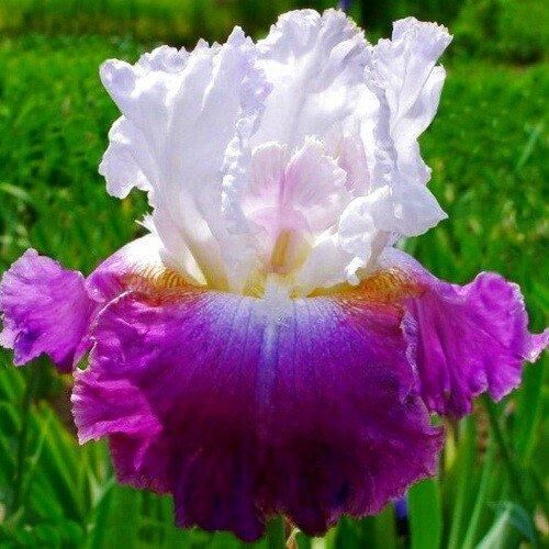 Ірис Jazzed Up (кореневища) | Зображення 1