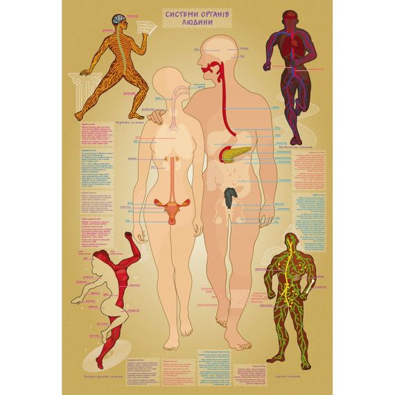 Детская обучающая игра с многоразовыми наклейками "Тело человека" KP-004y на укр. языке | Зображення 1