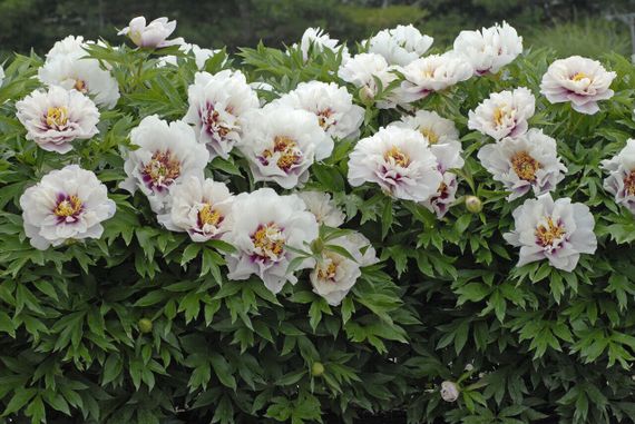 Півонія Кора Луїза (Paeonia Cora Louise) кореневище | Зображення 1