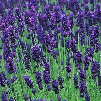 Лаванда Lavance Purple (сажниці) | Зображення 2