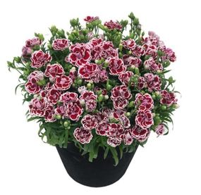 Гвоздика Махрова "Sunflor Red Esta"
