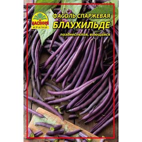 Квасоля спаржева фіолетова Блаухільде - 10 г
