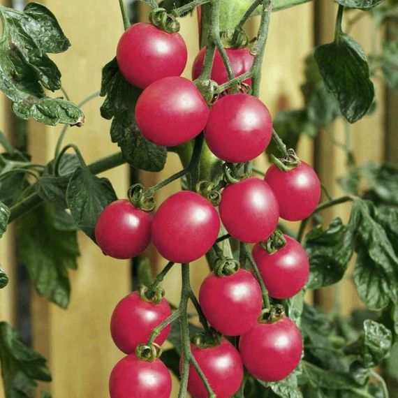 Насіння Gl Seeds томату Шалун 0,1 г | Зображення 1