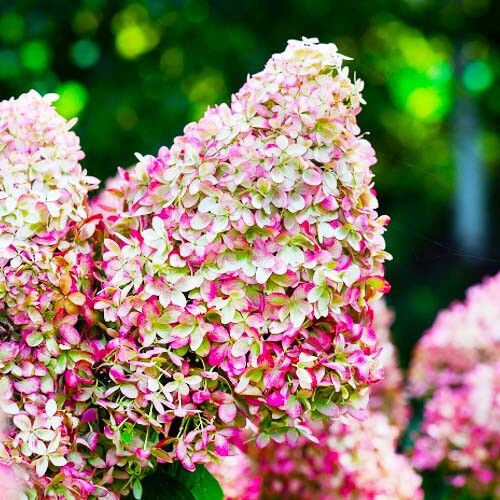 Гортензія Royal Flower (саджанці) | Зображення 1