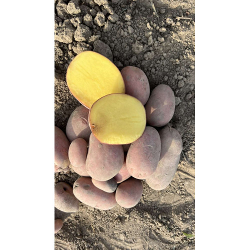 Семенной картофель "Балтик Роуз", 1 репродукция, 5 кг | Зображення 1