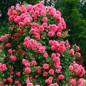 Троянди Rosarium Uetersen (саджанці)