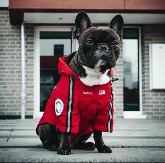 Куртка ветровка з тонкою підкладкою водонепроникна the dog face для собак червона S розмір | Зображення 8