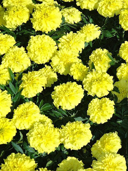 Насіння Чорнобривці лимонна крапля 0,5 г | Зображення 2