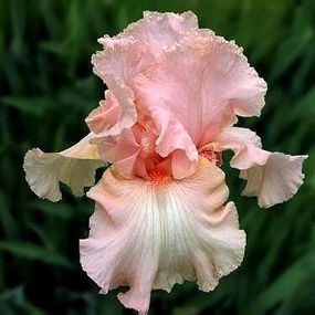 Ірис Beverly Sills (кореневища)