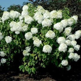 Гортензія Phantom (саджанці)