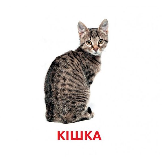 Розвиваючі картки для дітей Домашні тварини J012yD, 18 картинок | Зображення 2