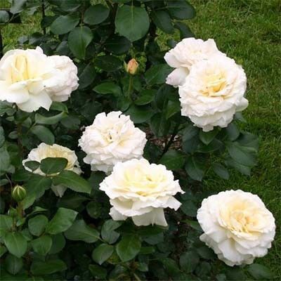 Троянда La Perla (саджанці) | Зображення 1