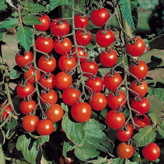 Насіння томатів Балконне диво GL Seeds 0,1 г | Зображення 2