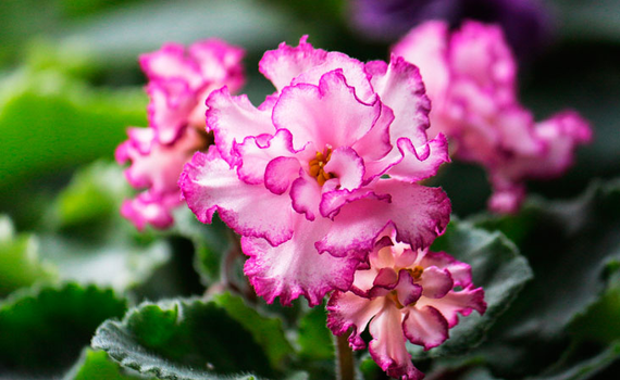 Горщик Фіалка 0.7 л із системою прикореневого поливу світло-рожевий | Зображення 2