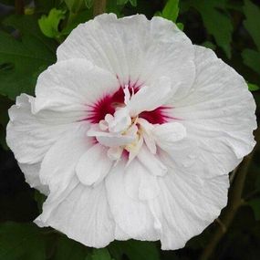 Гібіскустарійський China Chiffon (саджанці)