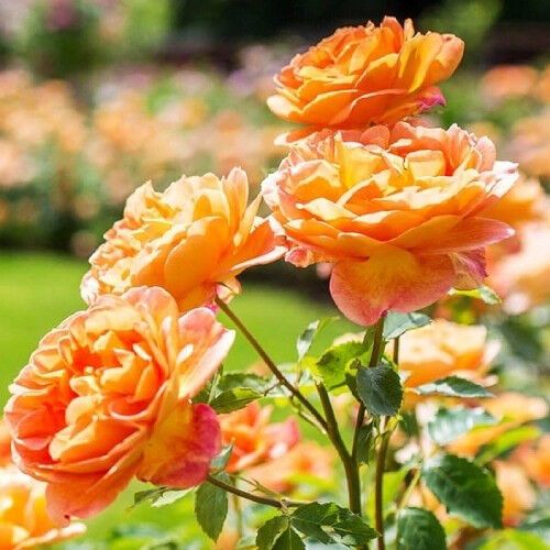 Троянда Lady of Shalott (саджанці) | Зображення 1