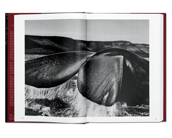 Подарункові книги для фотографів Sebastiao Salgado. Genesis альбоми відомих фотографів Себастьян Сальгадо | Зображення 5