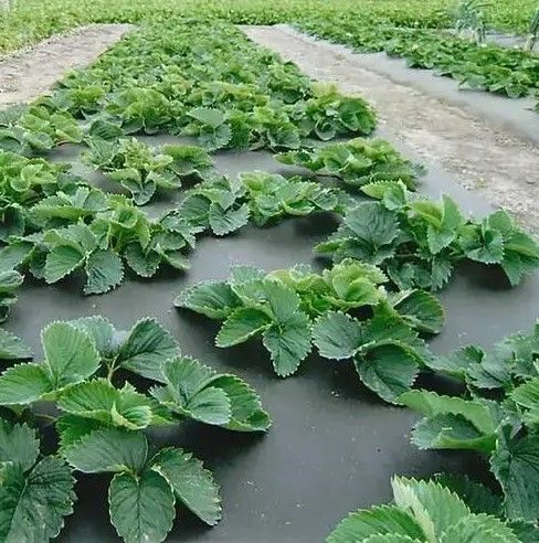 Агроволокно Shadow 50 г/м², 1,6х100 м, з перфорацією (3 отвори), чорно-біле (АВЧБП0003) | Зображення 2