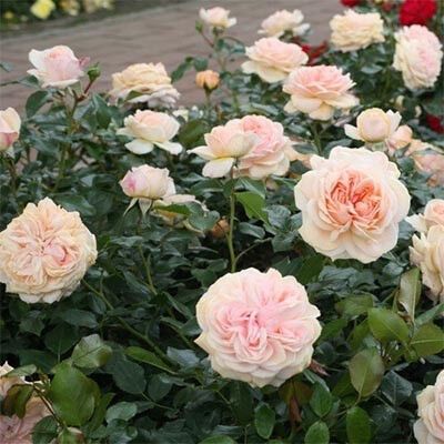 Троянда Garden of Roses (саджанці) | Зображення 3