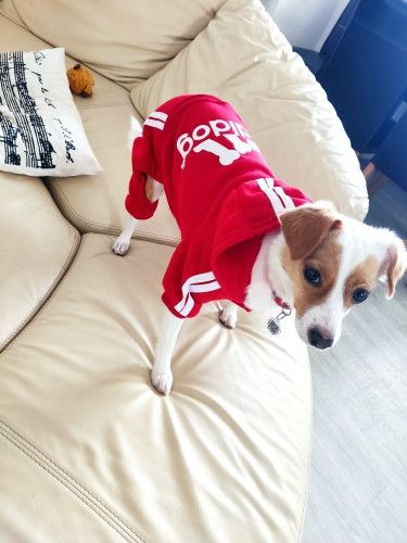 Костюм спортивний для собак Adidog червоний S | Зображення 2