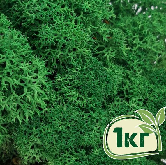 Стабілізований мох ягель Зелений трав'яний темний 1 кг