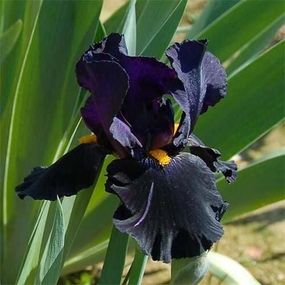 Ірис Black Night (кореневища)