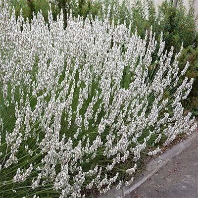 Лаванда Edelweiss (саджанціі) | Зображення 1