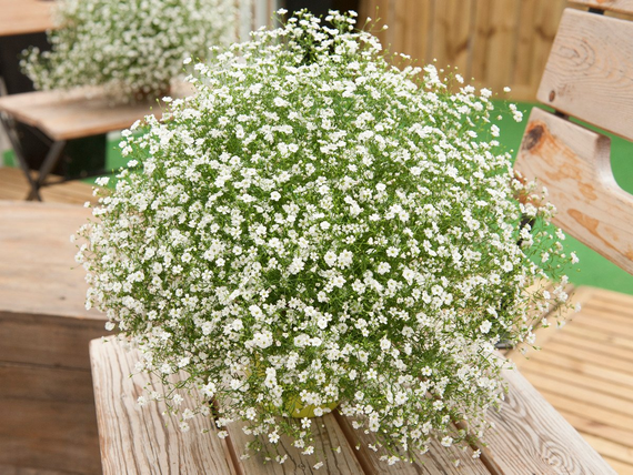Насіння Гіпсофіла біла 0,5 г (Насіння країни) | Зображення 1