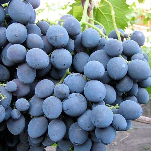 Виноград Страшенський