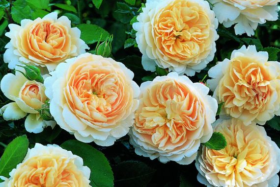 Троянди Crocus Rose (саджанці)
