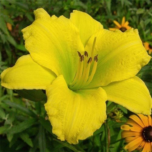 Лілейник Green Flutter (саджанці) | Зображення 1