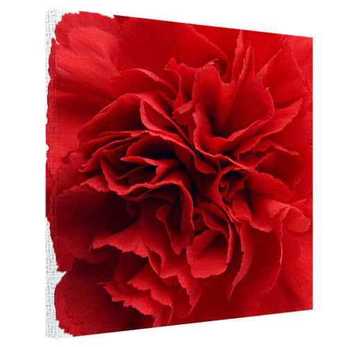 Картина на холсте Красная гвоздика 40x50 см (H5050_TSV014)