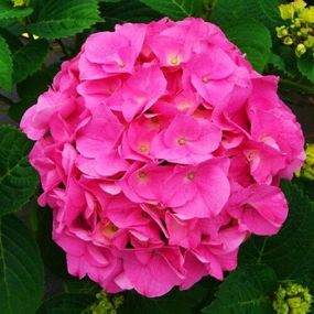 Гортензія Bouqet Rose (смаженці)