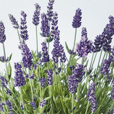 Лаванда Lavance Purple (сажниці) | Зображення 1