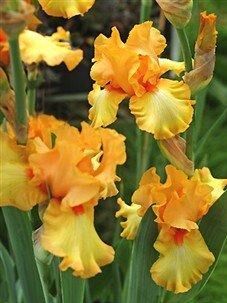 Ірис Apricot Silk (кореневища) | Зображення 1