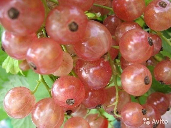 Порічка червона Рожева смородина ЧУДЕСНА