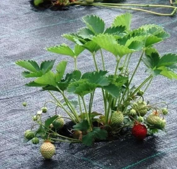 Агротканина Shadow 100 г/м² 1,7 x 5 м АГРП0003 | Зображення 2